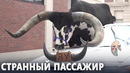 Автомобиль с огромным быком на сиденье остановила полиция в США