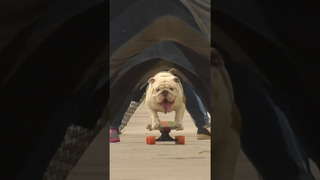 Longest human tunnel traveled through by a dog skateboarder – 30 by Otto in 2015