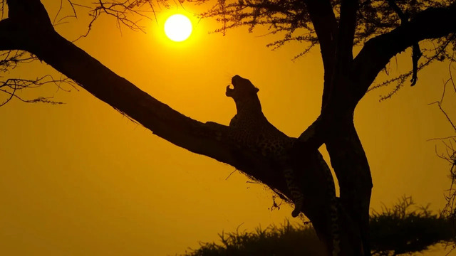 Serengeti II | Trailer | BBC Earth