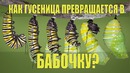 Как гусеница превращается в бабочку