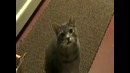 Кот пытается тебе что то сказать