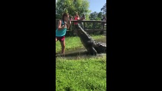 Смелая девушка решила покормить с рук 4-метрового крокодила