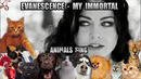 Evanescence – My Immortal (Animal Cover)