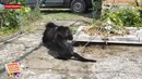 Боевое искусство от котэ