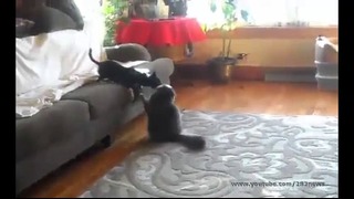 Кошка vs собака
