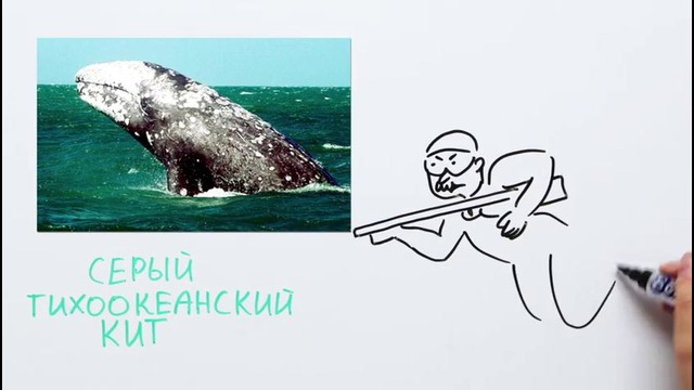 Правда ли киты – суицидники؟ — Научпок