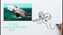 Правда ли киты – суицидники؟ — Научпок