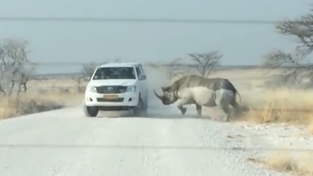 Животные против автомобилей
