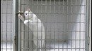 Побег кота