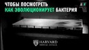 Как эволюционируют бактерии. Это должны знать все