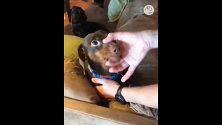 СМЕШНО! Видео реакции собак и кошек ▶️23