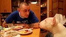 Говорящий бультерьер