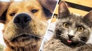 Подборка смешных собак и кошек