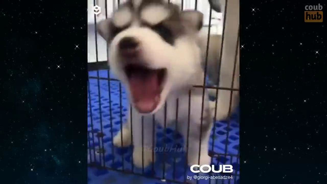 BEST COUB #37 Gif With Sound compilation by CoubHub