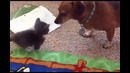 Большие собаки любят маленьких котят