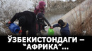 Ўзбекистондаги африка – қизириқ (2-қисм) – effect.uz суриштируви
