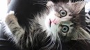 Девушка не знала что котенок станет ее ангелом хранителем