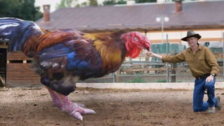 Гигантская Курица! Гигантские Животные, Которых Выращивают на Фермах