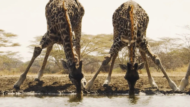 Unwind By The Waterhole | Waterhole: Africa’s Animal Oasis | BBC Earth
