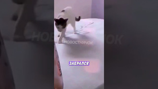 Вредный кот испортил романтический вечер! | Новостничок
