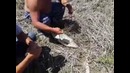 Амур 5.2 кг 28.06.2014 г