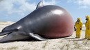 Посмотрите, Как Взрывается Самый Большой Дельфин в Мире