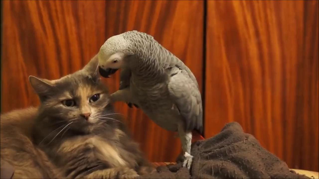 Попугай раздражает кошку