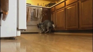 Не играйте с собакой на кухне