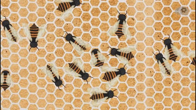 Почему пчелиные соты шестиугольные(TED Ed)