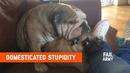 Domesticated Stupidity (May 2020) | FailArmy