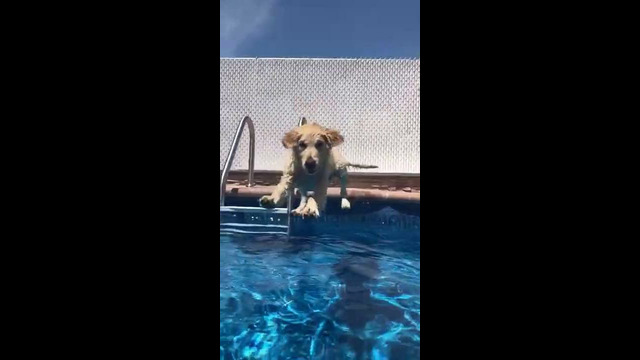 Funny Dog Jumps Into Pool #shorts