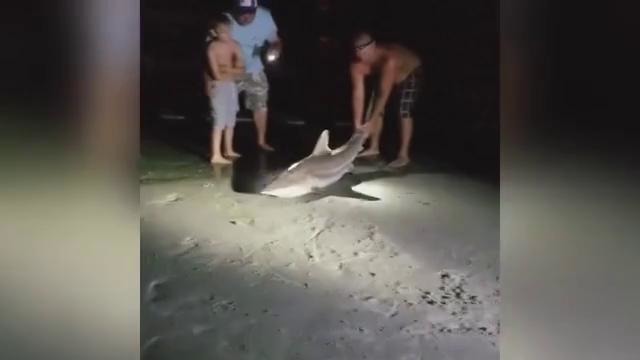Рыбак схватил за хвост 1,5-метровую акулу