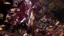 Nat Geo Wild: Мир необычного и странного. Необычные уродцы