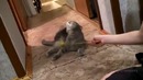Реакция кота на дверной звонок