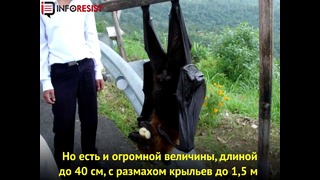 Австралийский город захватили 200 тысяч летучих лисиц