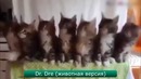 Лучшие ролики недели #122 Китайский спидометр