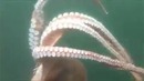 Пошли рыбачить и поймали гигантского осьминога