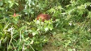 Нападение орангутана
