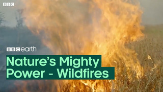 Nature’s Mighty Power: Wildfires | BBC Earth
