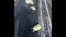 Золото на взлётной полосе