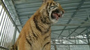 Survivor – Eye Of A Tiger (Animal Cover)