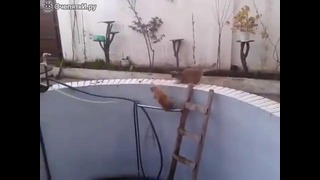 Спасение кошки из бассейна