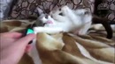 Смешные коты и кошки 2017. приколы с котами и другими животными