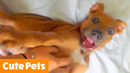 Cutest Silly Pets | Funny Pet Videos