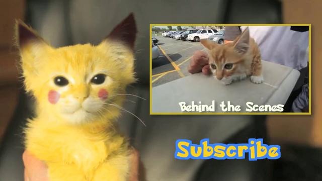 The Hunt for Pikachu