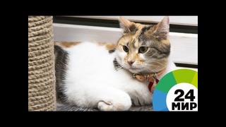 Кошки заранее почувствовали землетрясение (ВИДЕО) – МИР 24