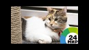 Кошки заранее почувствовали землетрясение (ВИДЕО) – МИР 24