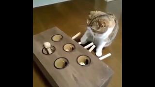 Как занять кота