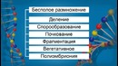 Биология – Типы размножения организмов