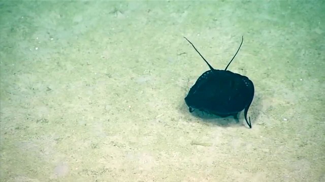 На глубине Мексиканского залива ученые сняли на видео неизвестное существо